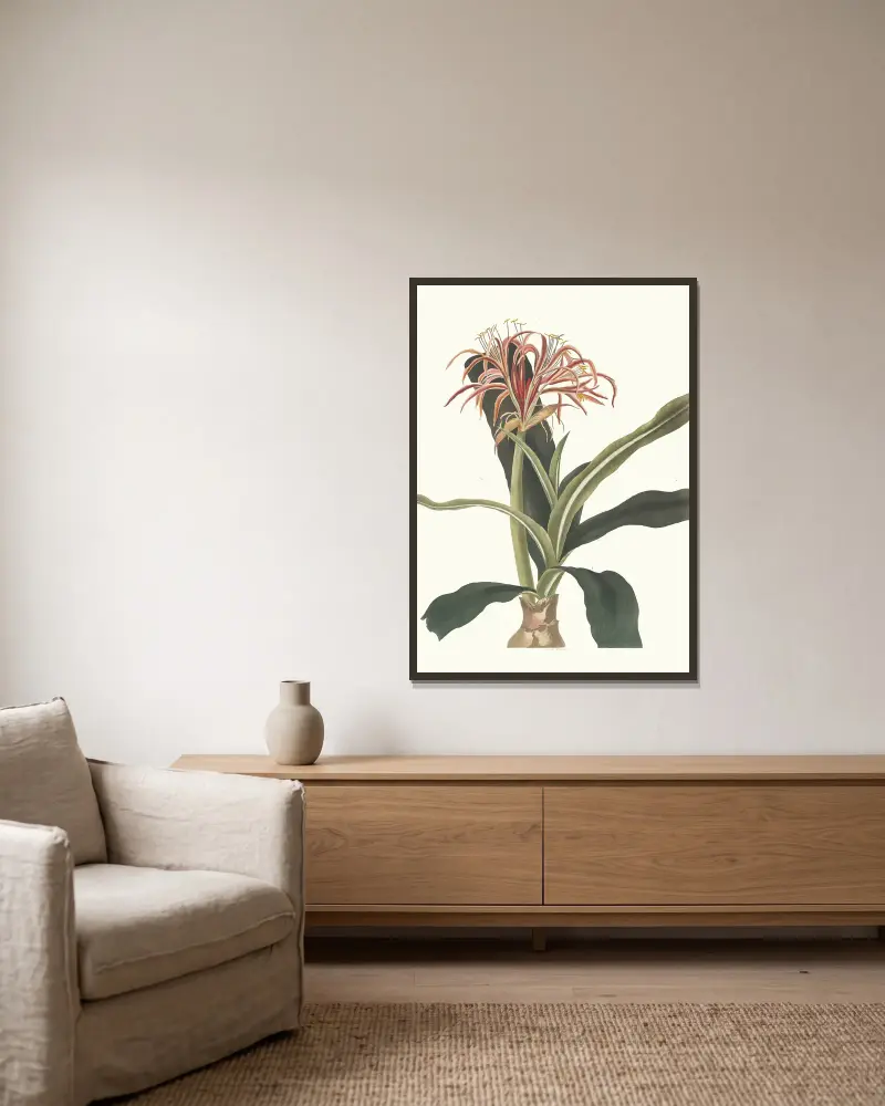 Crinum Hybridum, Pedunculatum And Zeylanicum av Priscilla Susan Bury inramad på en vägg