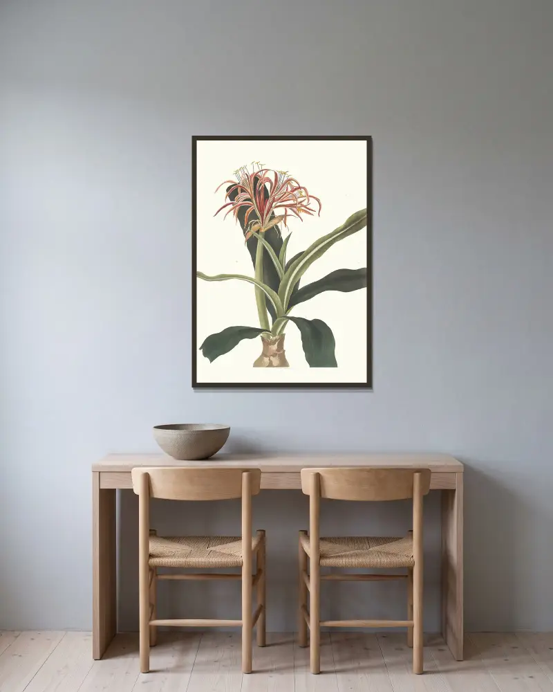 Crinum Hybridum, Pedunculatum And Zeylanicum av Priscilla Susan Bury inramad på en vägg