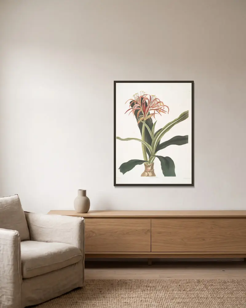 Crinum hybridum, Pedunculatum & Zeylanicum av Priscilla Susan Bury inramad på en vägg