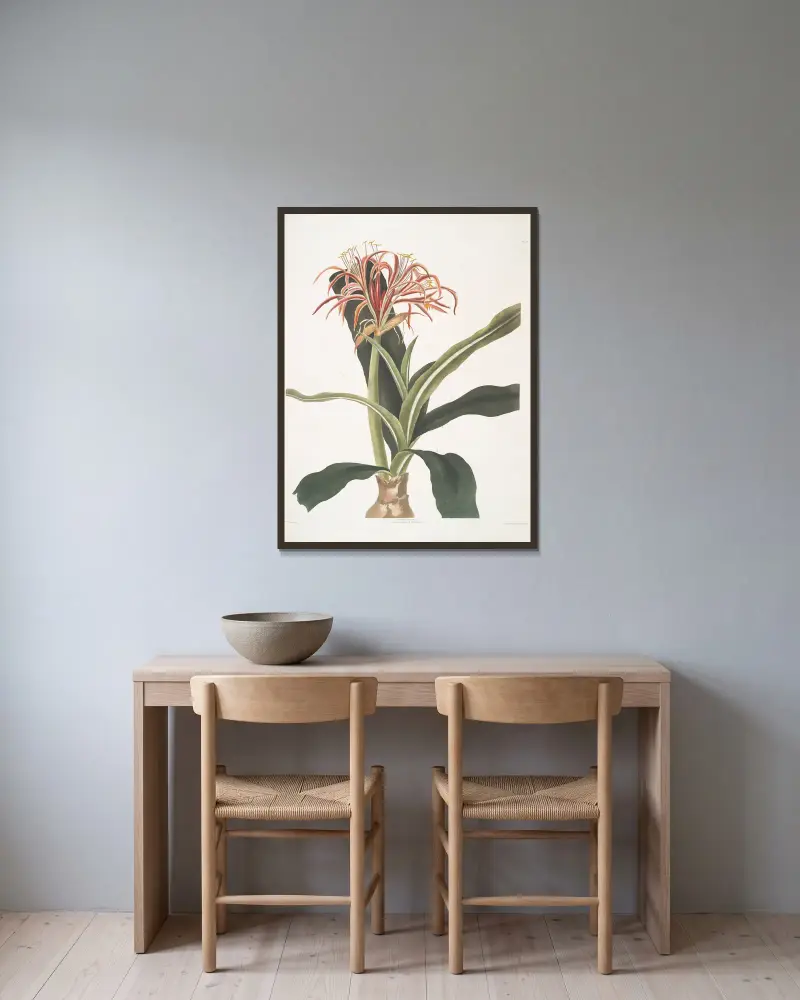 Crinum hybridum, Pedunculatum & Zeylanicum av Priscilla Susan Bury inramad på en vägg