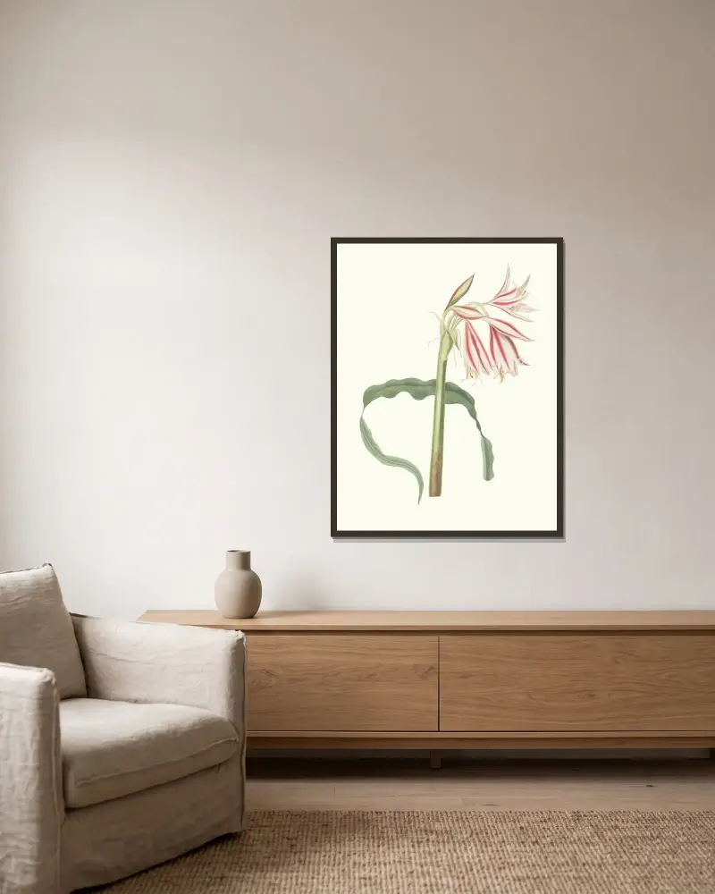 Crinum Ornatum av Priscilla Susan Bury inramad på en vägg