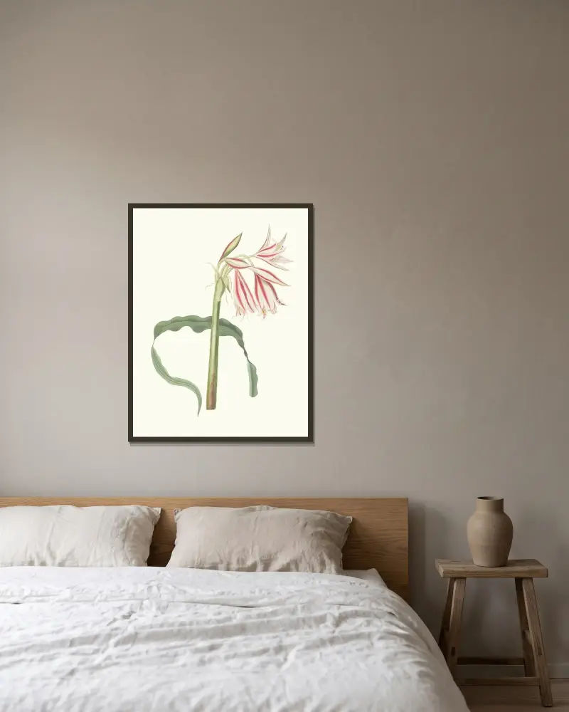 Crinum Ornatum av Priscilla Susan Bury inramad på en vägg