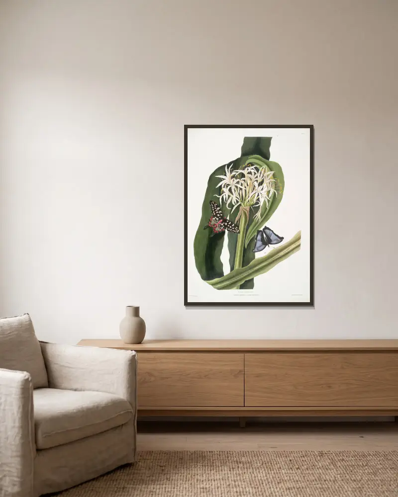 Crinum pedunculatum. [River lily] – 1. Papilio antenor. 2. Papilio menelaus. [Butterflies] av Priscilla Susan Bury inramad på en vägg