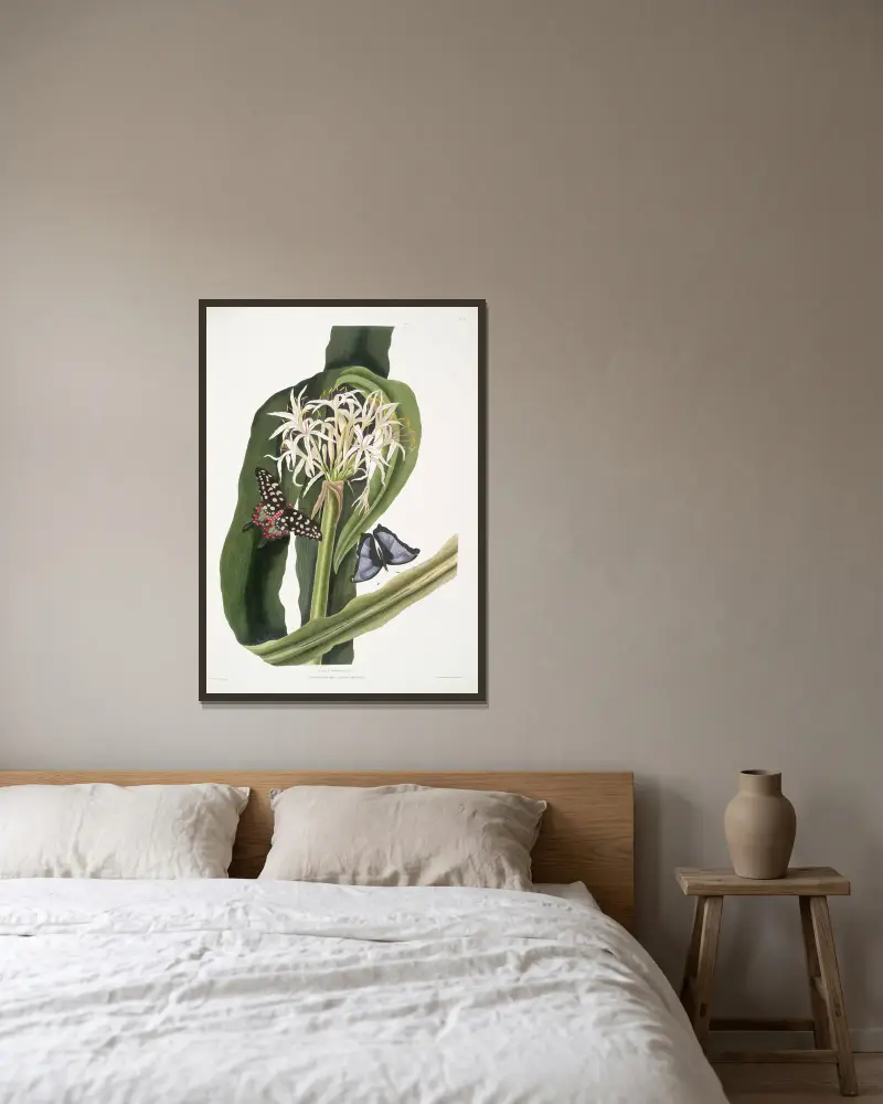 Crinum pedunculatum. [River lily] – 1. Papilio antenor. 2. Papilio menelaus. [Butterflies] av Priscilla Susan Bury inramad på en vägg