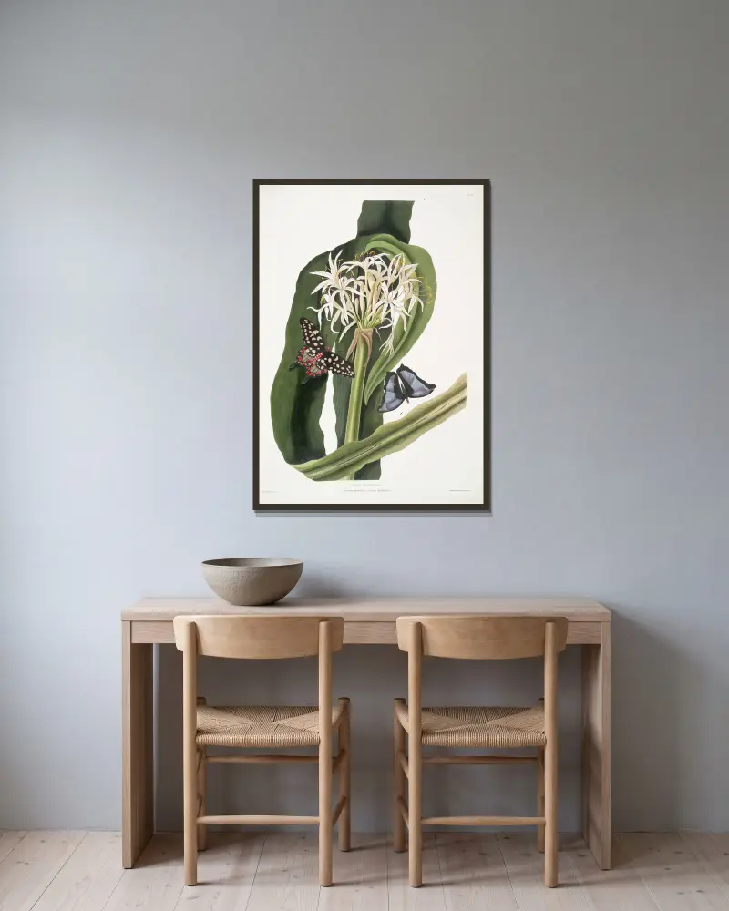 Crinum pedunculatum. [River lily] – 1. Papilio antenor. 2. Papilio menelaus. [Butterflies] av Priscilla Susan Bury inramad på en vägg