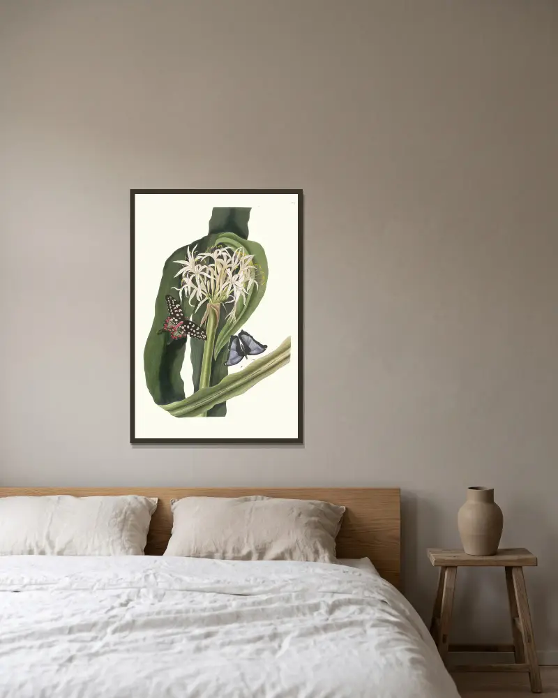 Crinum Pedunculatum. [River Lily] av Priscilla Susan Bury inramad på en vägg