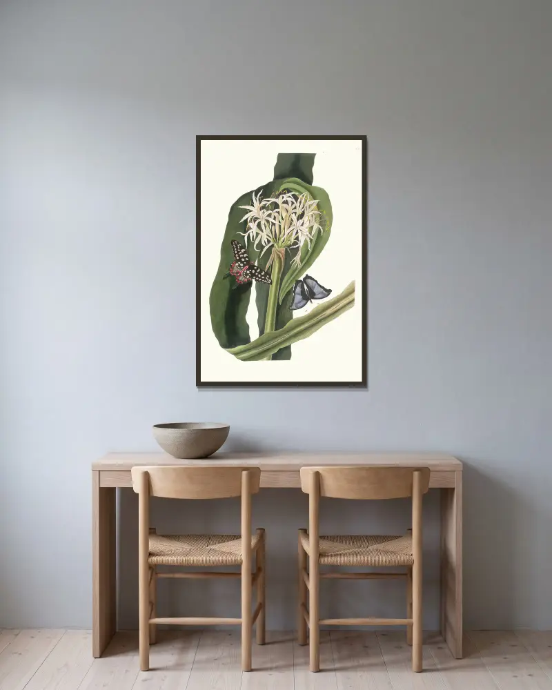Crinum Pedunculatum. [River Lily] av Priscilla Susan Bury inramad på en vägg
