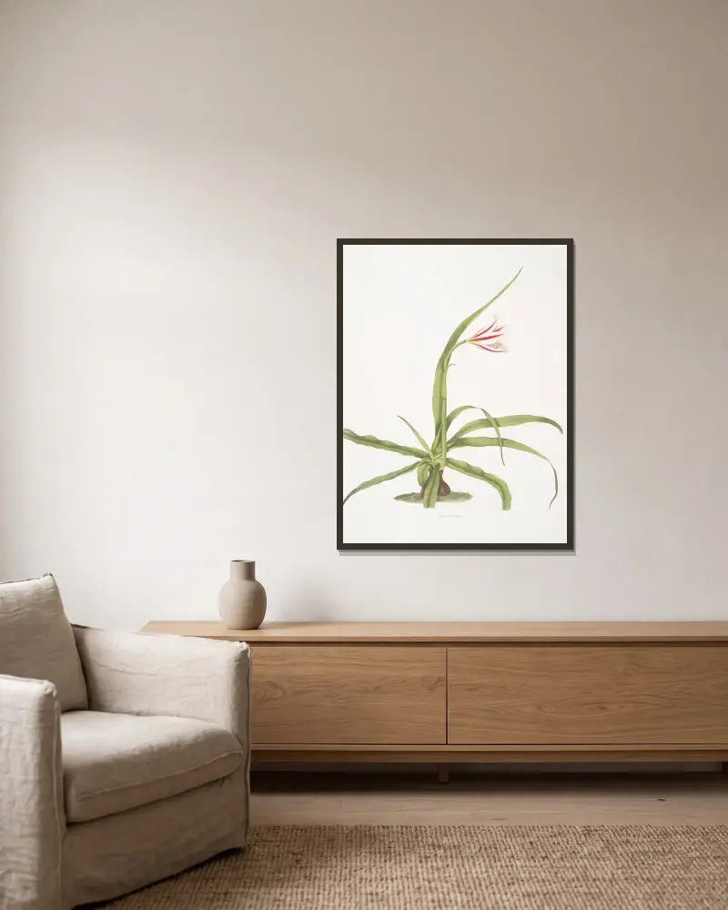 Crinum yuccæides av Priscilla Susan Bury inramad på en vägg