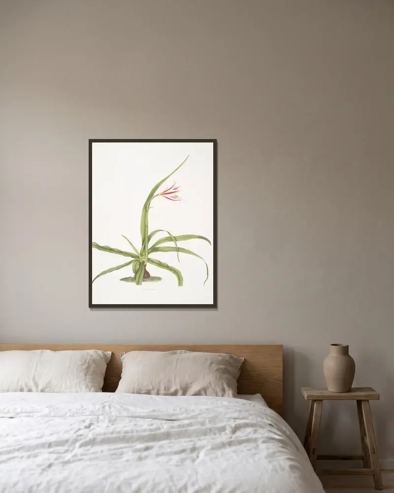 Crinum yuccæides av Priscilla Susan Bury inramad på en vägg