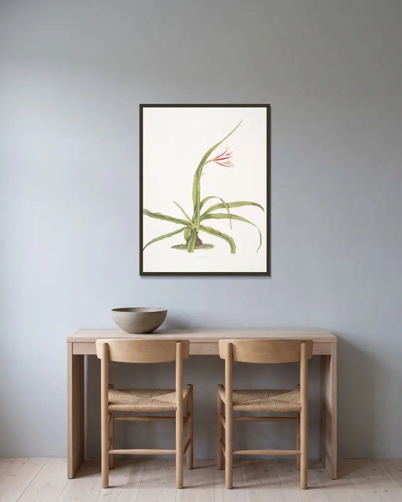 Crinum yuccæides av Priscilla Susan Bury inramad på en vägg