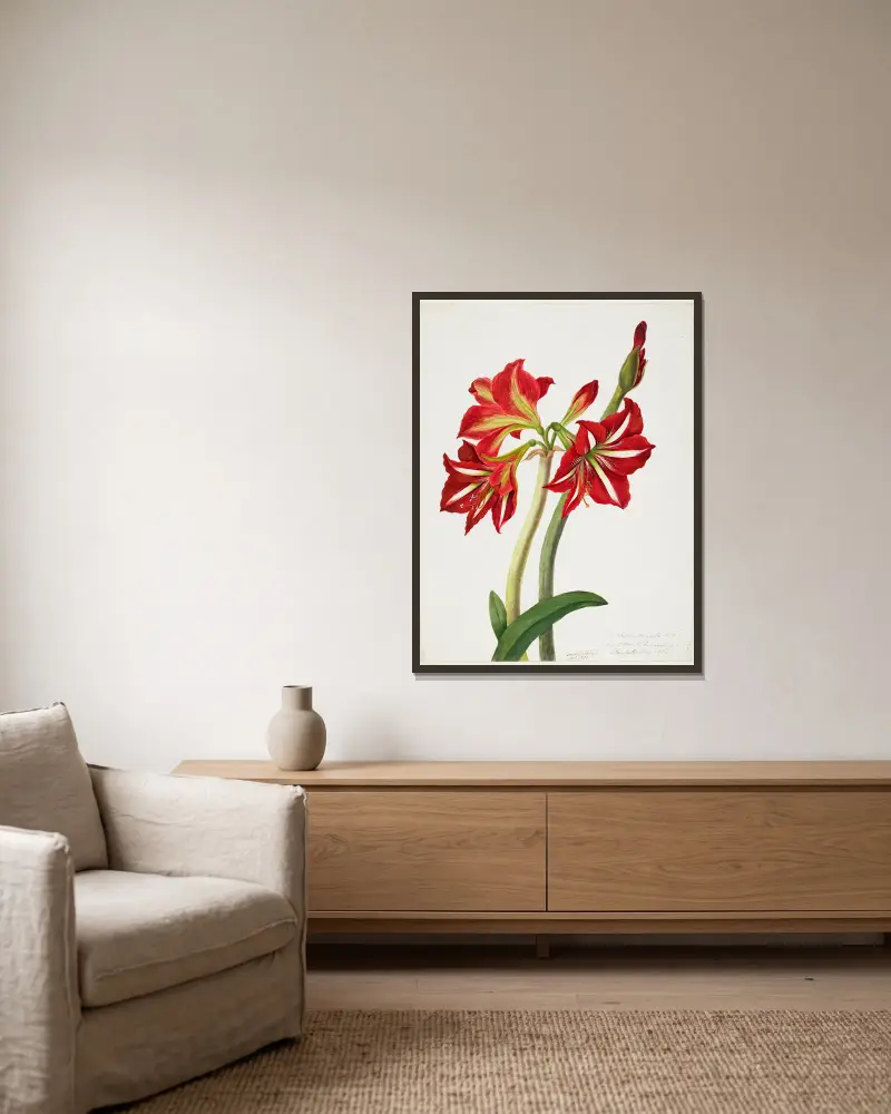 E.F. Seedling Amaryllis 1819 av Priscilla Susan Bury inramad på en vägg