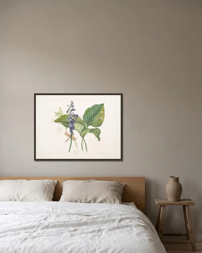 HemerecallisCarulea, Hemerecallis Japonica, Libellulac Anquis Harris, English dragon fly von Priscilla Susan Bury gerahmt an einer Wand