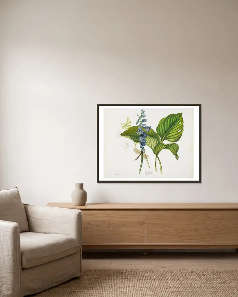 Hemerocallis caerulea (Common Hosta) von Priscilla Susan Bury gerahmt an einer Wand