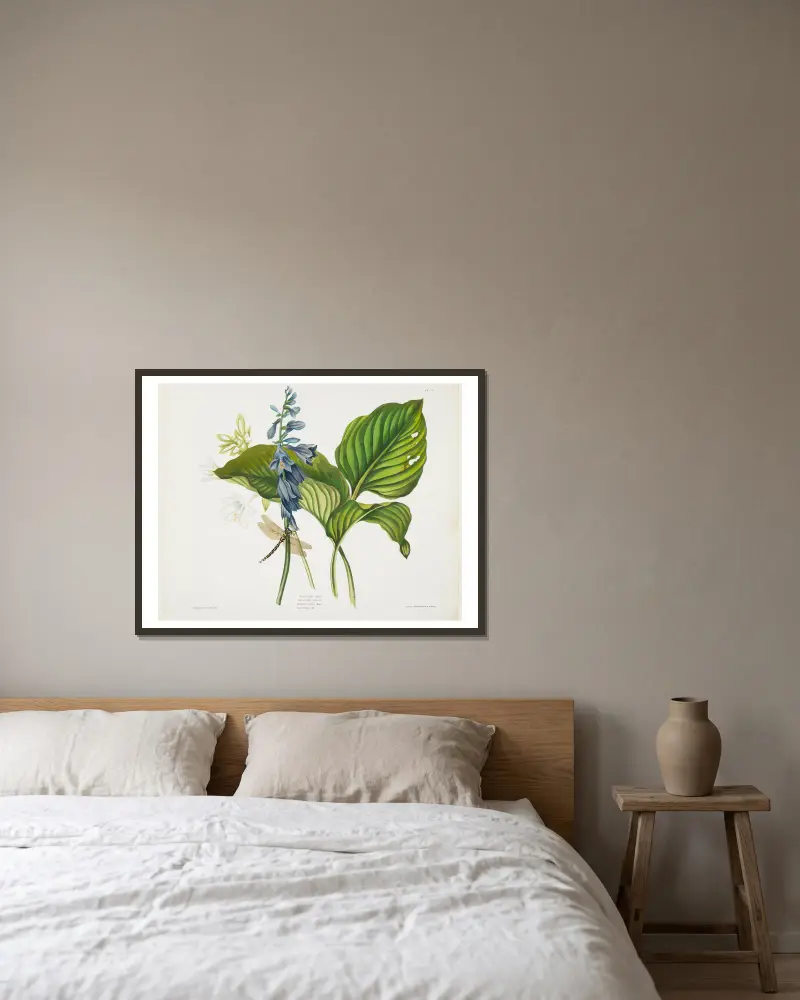Hemerocallis caerulea (Common Hosta) von Priscilla Susan Bury gerahmt an einer Wand