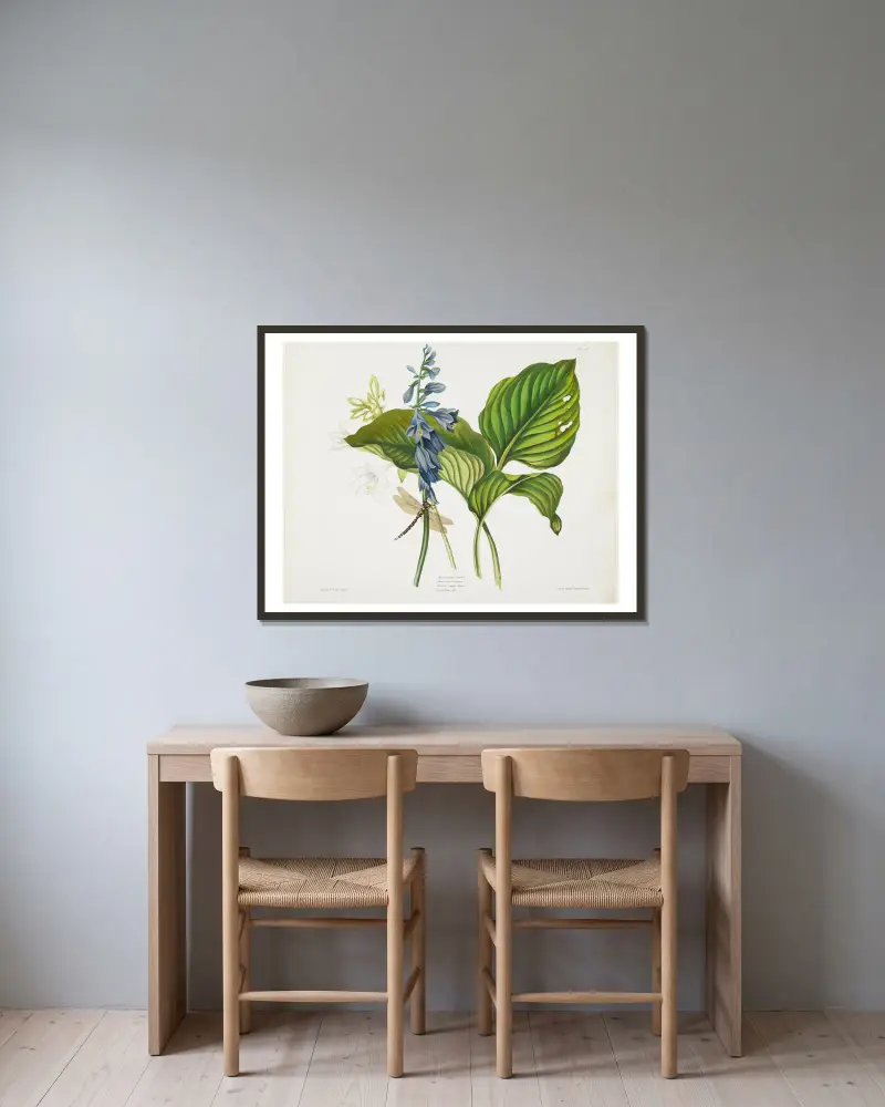 Hemerocallis caerulea (Common Hosta) von Priscilla Susan Bury gerahmt an einer Wand