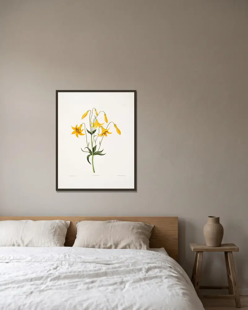 Lilium canadense (Kanadalilja) av Priscilla Susan Bury inramad på en vägg