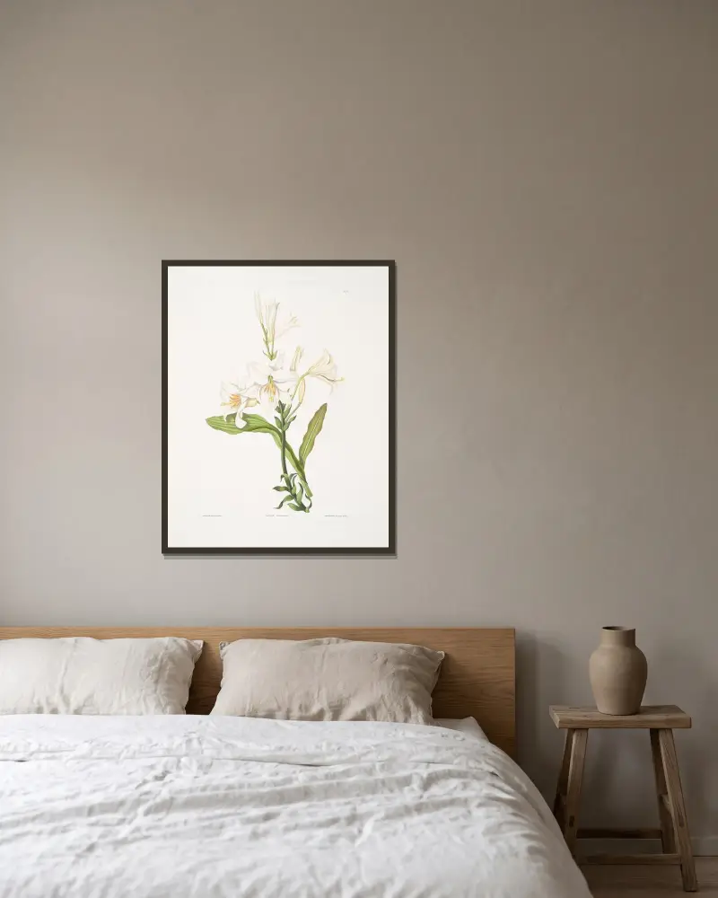 Lilium candidum av Priscilla Susan Bury inramad på en vägg