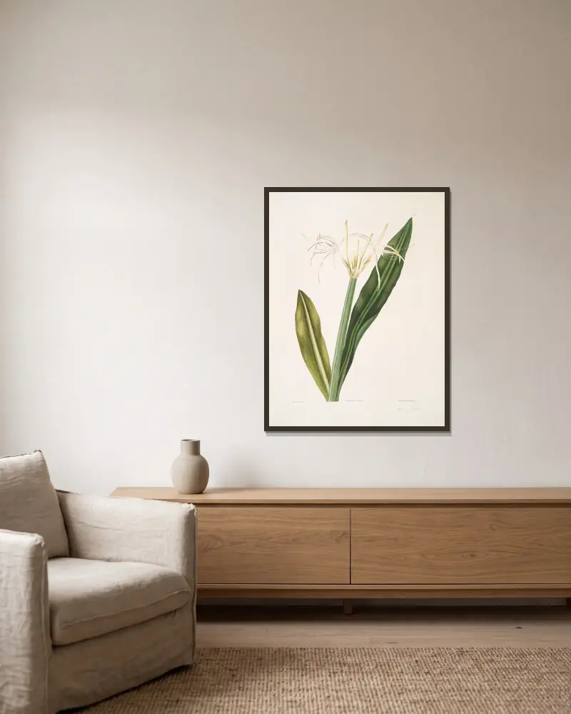 Pancratium amænum von Priscilla Susan Bury gerahmt an einer Wand