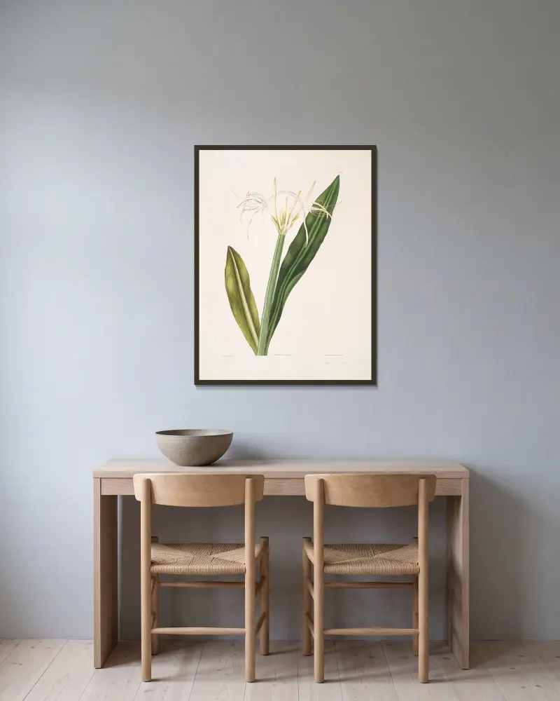 Pancratium amænum von Priscilla Susan Bury gerahmt an einer Wand