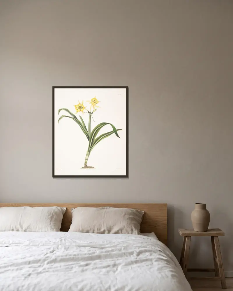 Pancratium amancaes av Priscilla Susan Bury inramad på en vägg