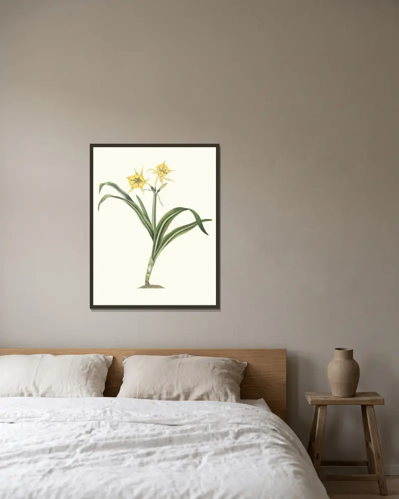 Pancratium Amancaes av Priscilla Susan Bury inramad på en vägg