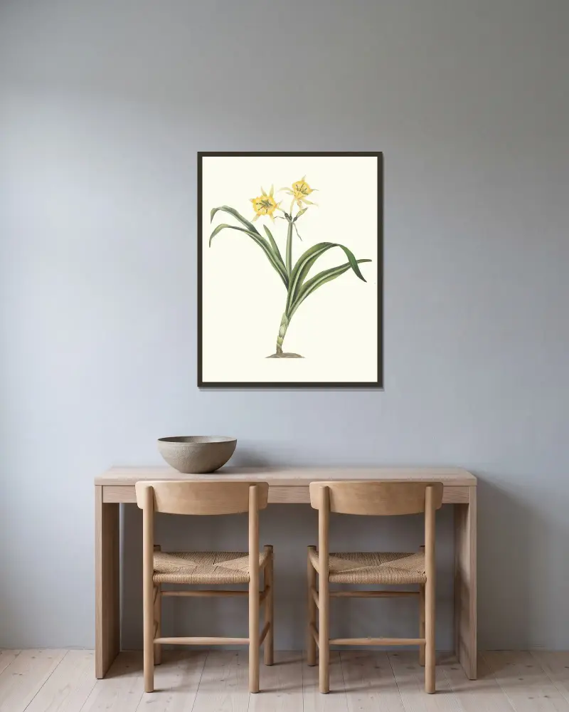 Pancratium Amancaes av Priscilla Susan Bury inramad på en vägg