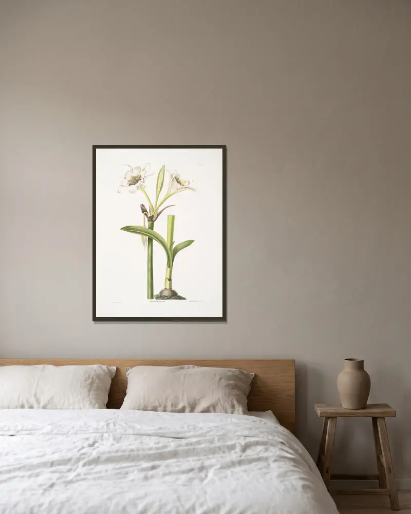 Pancratium calathinum av Priscilla Susan Bury inramad på en vägg