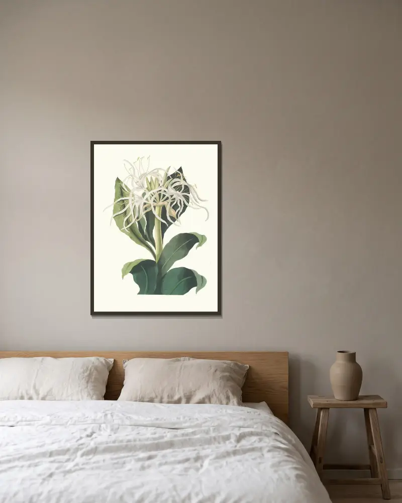 Pancratium Specidsum av Priscilla Susan Bury inramad på en vägg