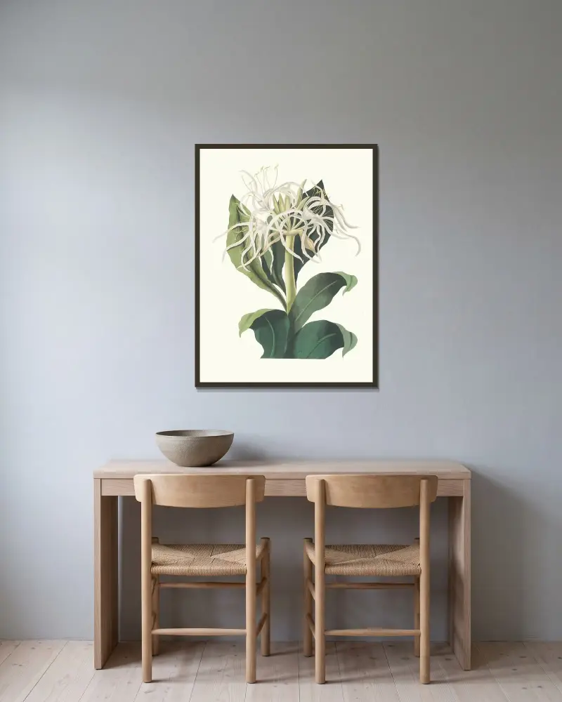 Pancratium Specidsum av Priscilla Susan Bury inramad på en vägg