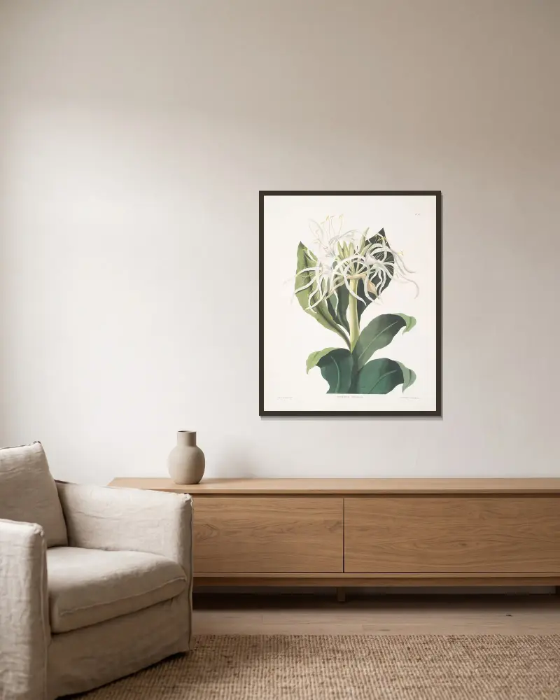 Pancratium specidsum av Priscilla Susan Bury inramad på en vägg