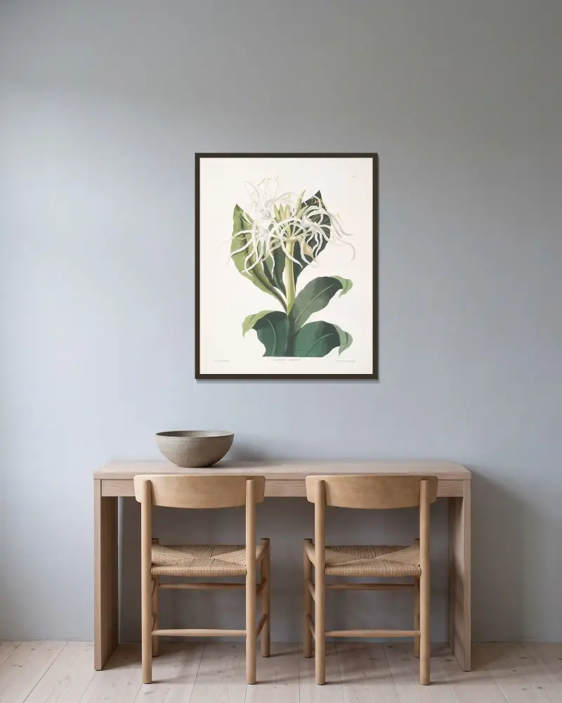 Pancratium specidsum av Priscilla Susan Bury inramad på en vägg