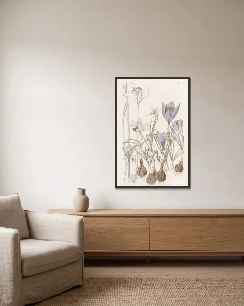 Herbstzeitlose von Sydenham Edwards gerahmt an einer Wand