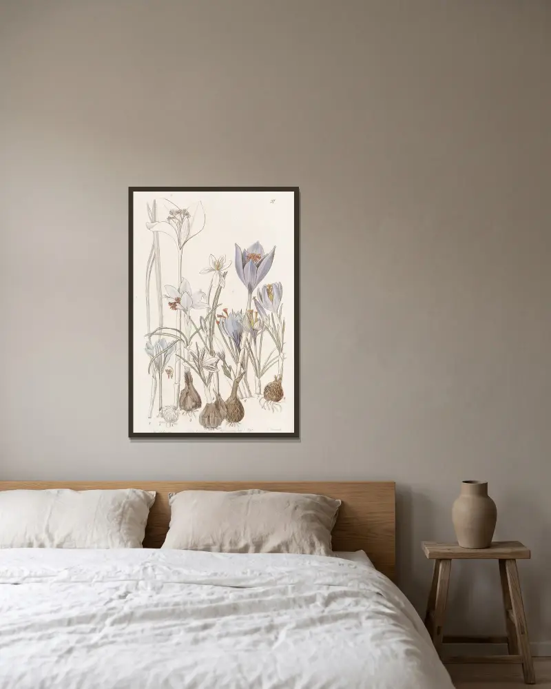 Herbstzeitlose von Sydenham Edwards gerahmt an einer Wand
