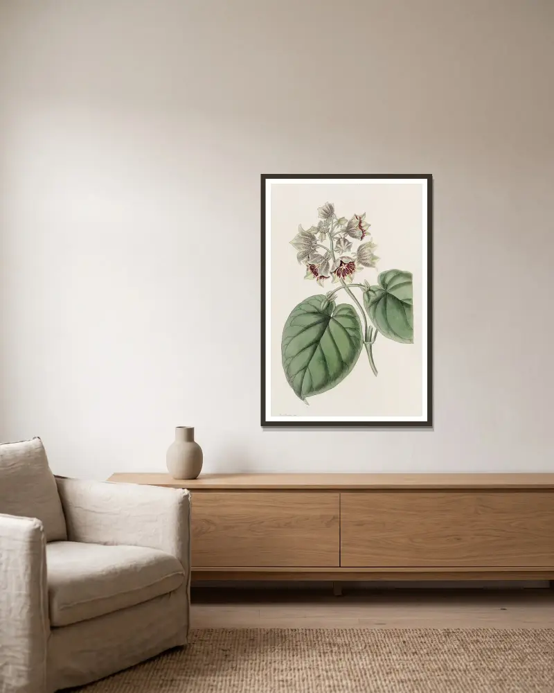 Glockenförmige Sarcostemma von Sydenham Edwards gerahmt an einer Wand