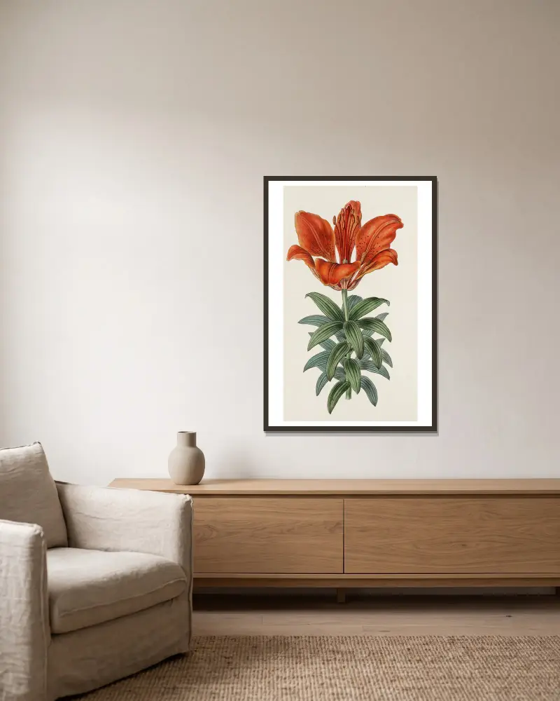 Blood-red Lily av Sydenham Edwards inramad på en vägg