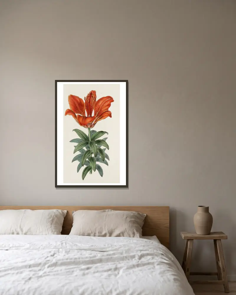 Blood-red Lily av Sydenham Edwards inramad på en vägg