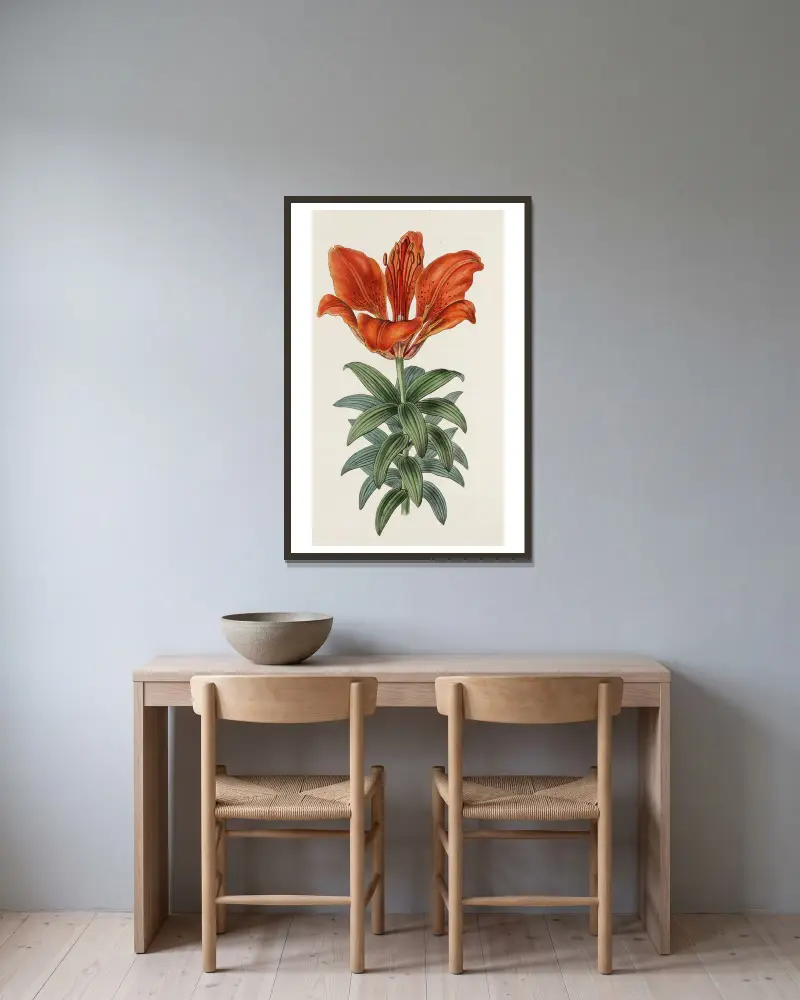 Blood-red Lily av Sydenham Edwards inramad på en vägg