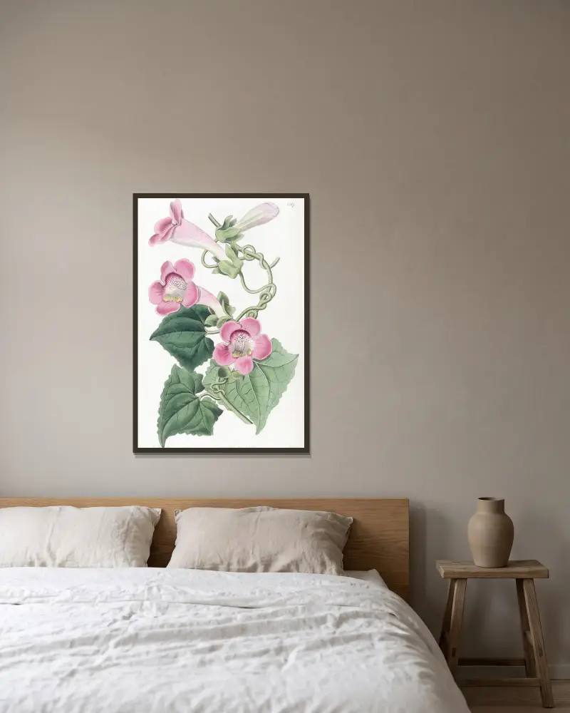 Errötende Lophospermum von Sydenham Edwards gerahmt an einer Wand
