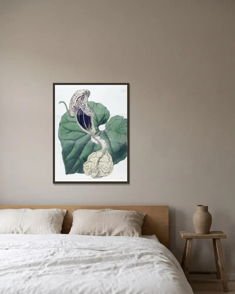 Boat-flowered Birthwort av Sydenham Edwards inramad på en vägg