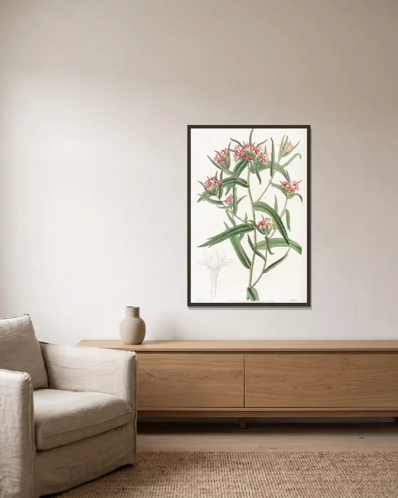 Ziegelrote Collomia von Sydenham Edwards gerahmt an einer Wand