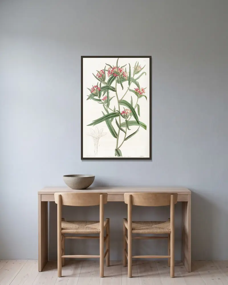 Ziegelrote Collomia von Sydenham Edwards gerahmt an einer Wand