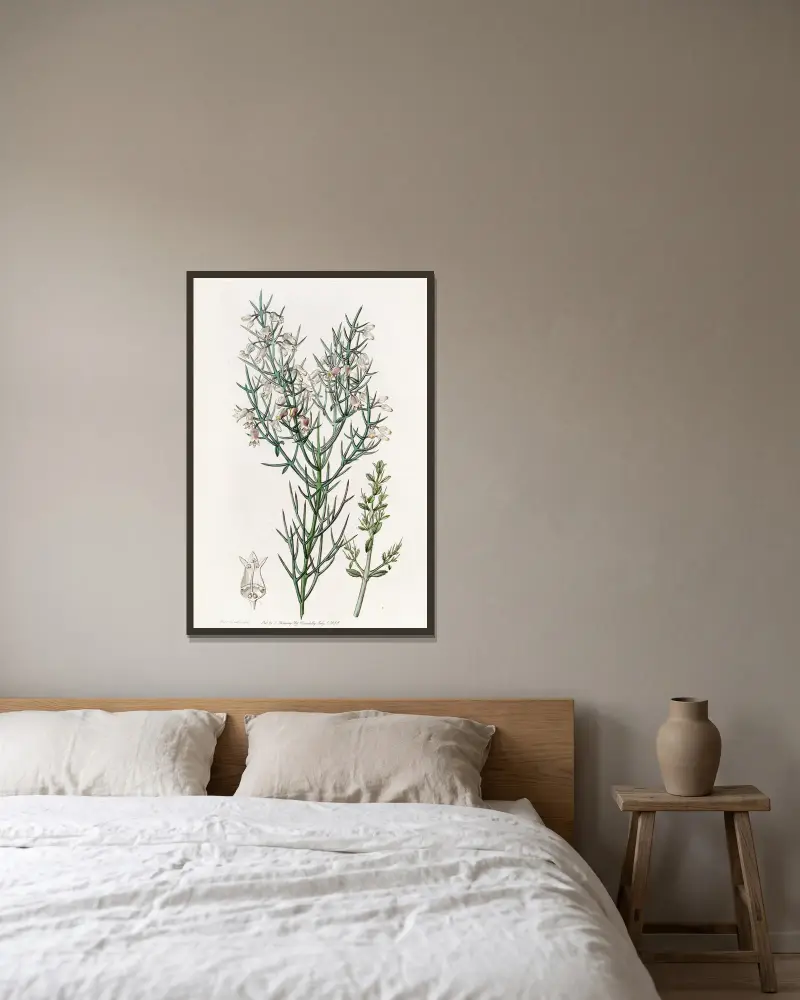 Bristling Colletia von Sydenham Edwards gerahmt an einer Wand