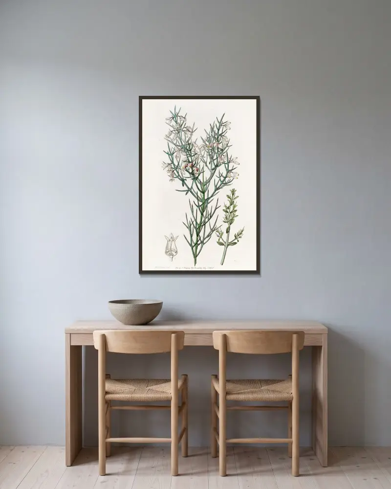 Bristling Colletia von Sydenham Edwards gerahmt an einer Wand