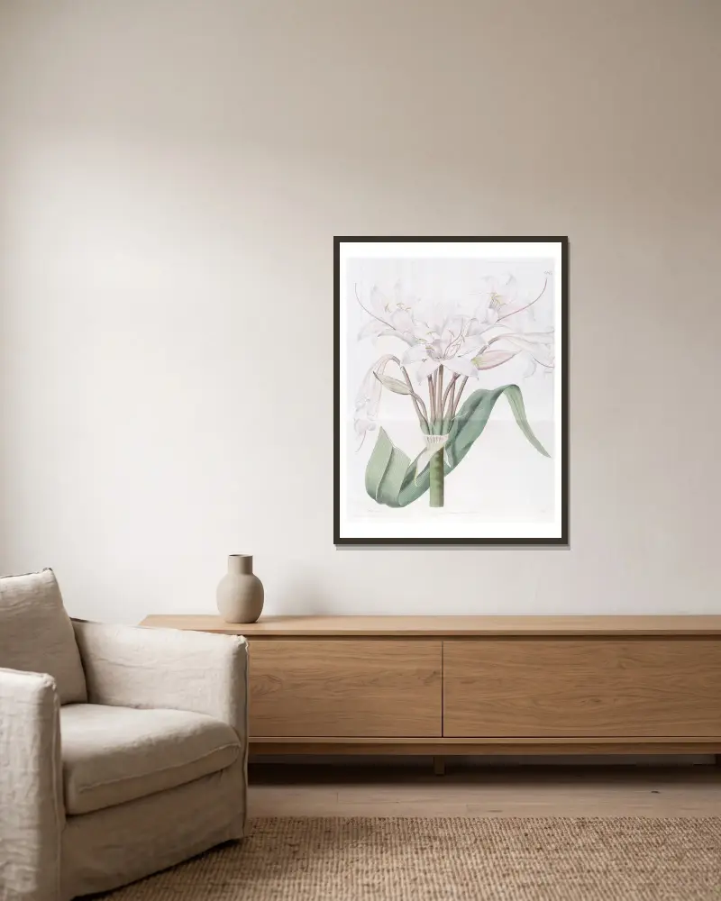 Breitblättrige Crinum von Sydenham Edwards gerahmt an einer Wand