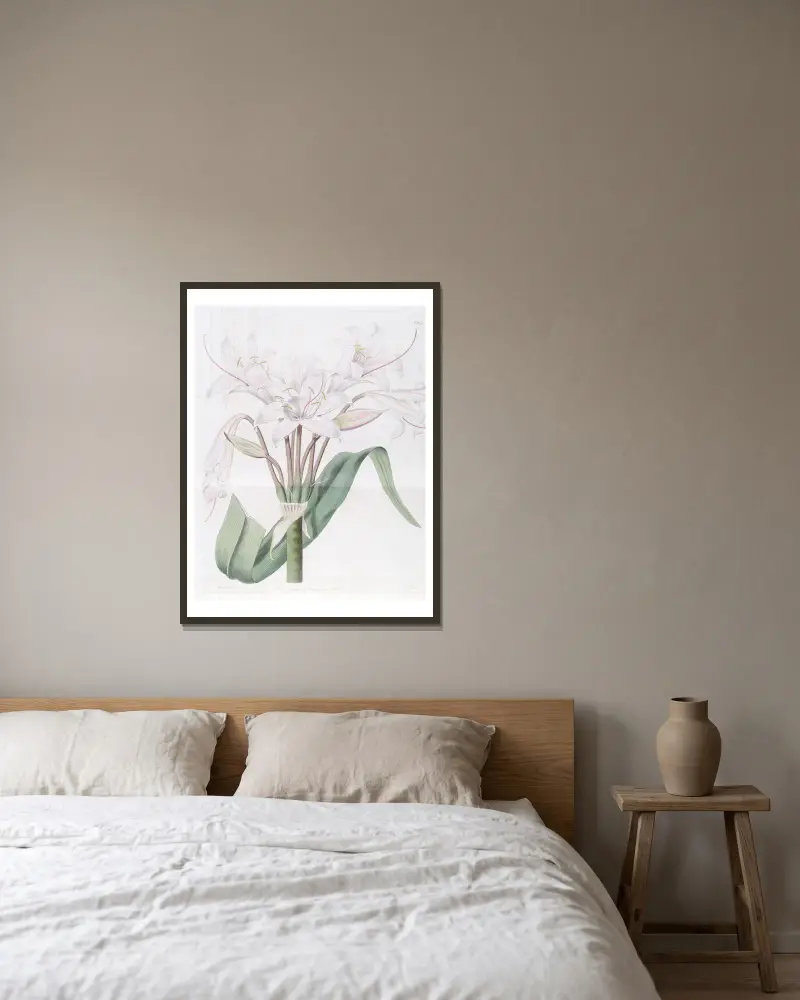 Breitblättrige Crinum von Sydenham Edwards gerahmt an einer Wand