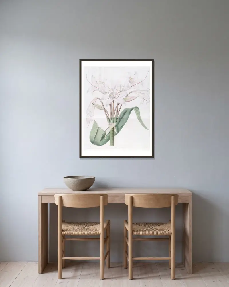 Breitblättrige Crinum von Sydenham Edwards gerahmt an einer Wand