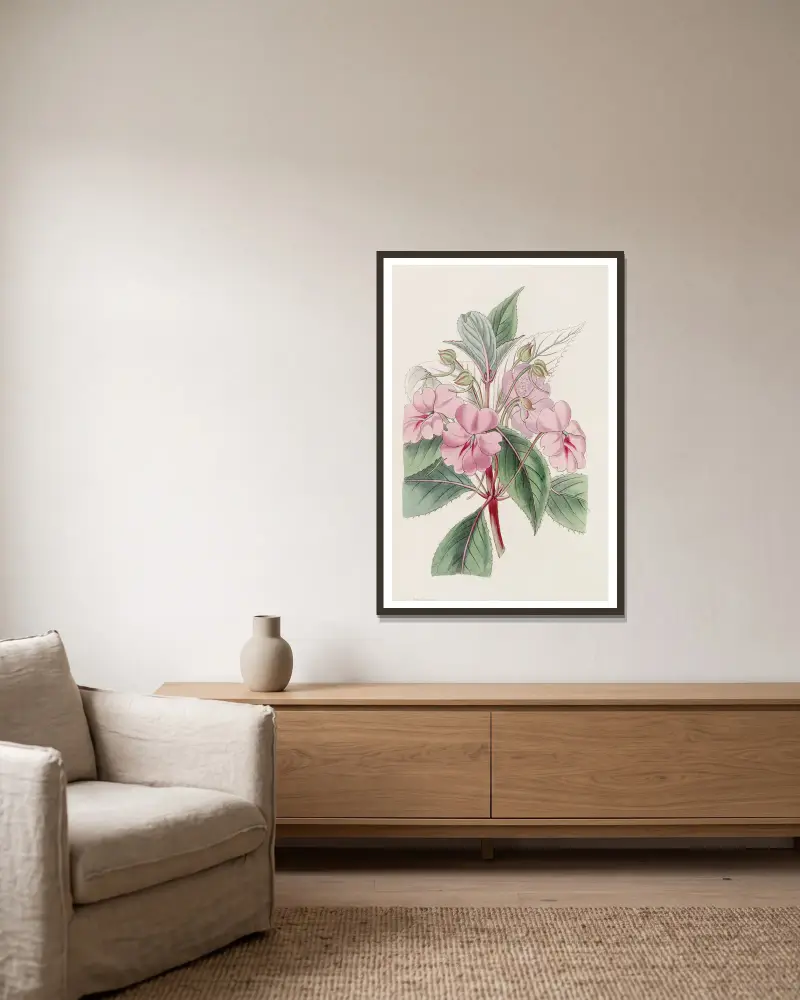 Breitblättriges Springkraut von Sydenham Edwards gerahmt an einer Wand