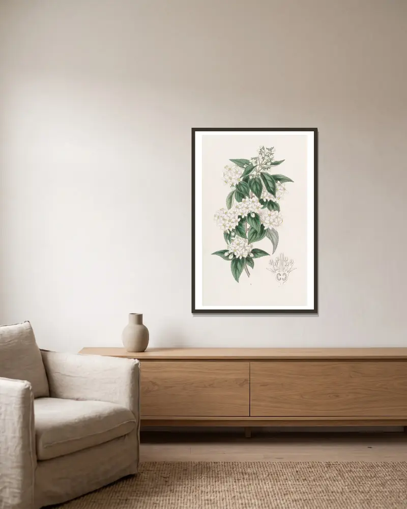 Broad-stamened Deutzia av Sydenham Edwards inramad på en vägg