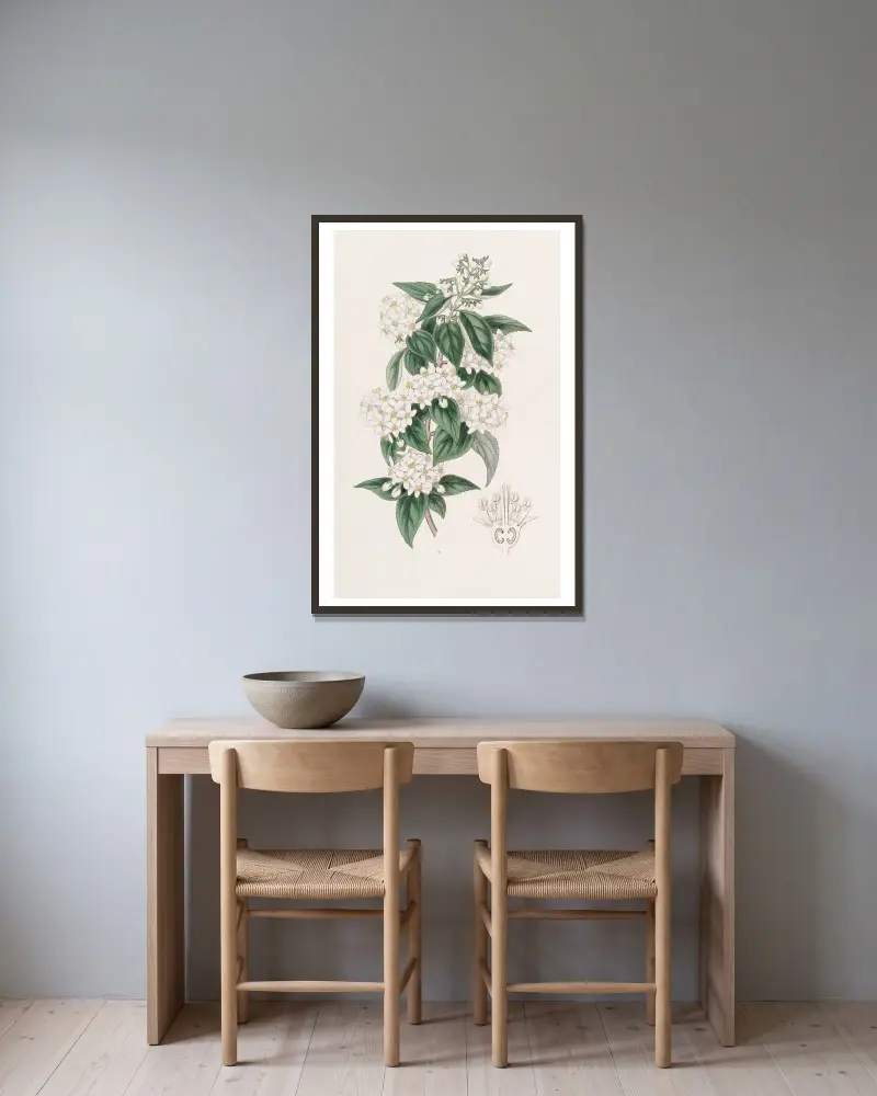 Broad-stamened Deutzia av Sydenham Edwards inramad på en vägg