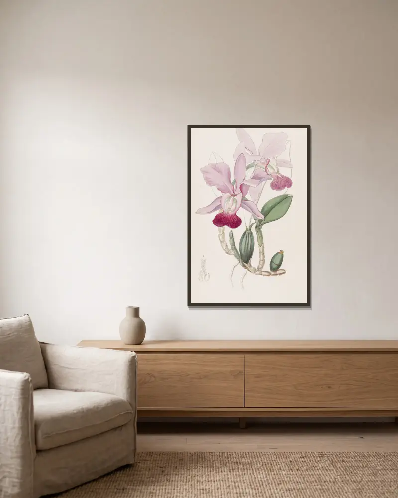 Bulbous Cattleya von Sydenham Edwards gerahmt an einer Wand